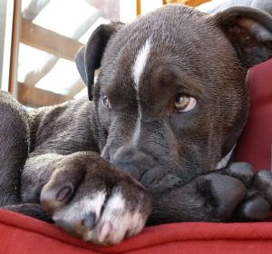 Cachorro de pitbull Cachorro de pitbull