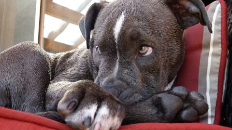 Cachorro de pitbull