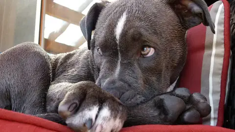 Cachorro de pitbull Cachorro de pitbull