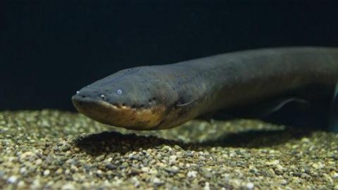 Anguila el&eacute;ctrica en un acuario