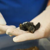 Nacen en el Oceanografic nueve tortugas de los huevos hallados en Castellon