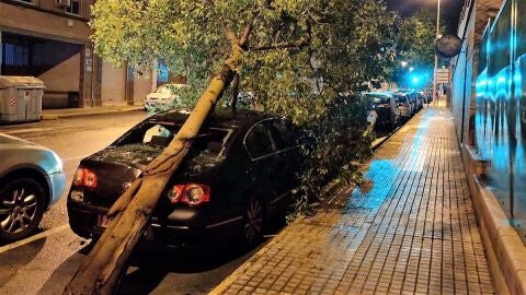 &Aacute;rbol ca&iacute;do en la calle Victoria Kent de Elche.