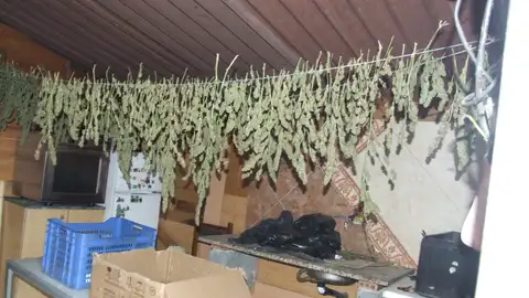 Droga incautada en Xinzo de limia Droga incautada en Xinzo de limia