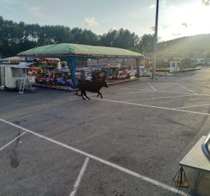 Imagen de la vaca que se escapó en Almenara. Imagen de la vaca que se escapó en Almenara.