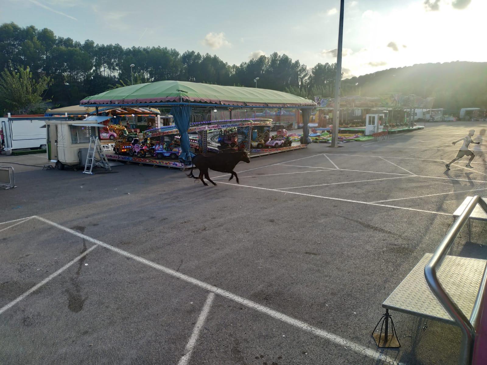 Localizada y cercada la vaca que se escapó durante las fiestas de Almenara Localizada y cercada la vaca que se escapó durante las fiestas de Almenara