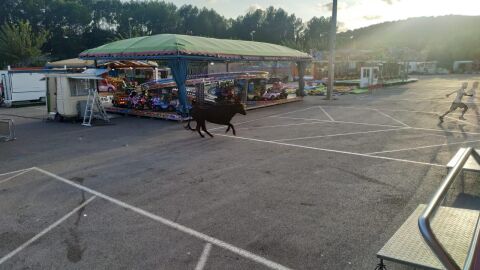 Imagen de la vaca que se escap&oacute; en Almenara.