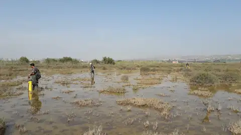 Trabajos de tratamiento contra mosquitos en Elche. Trabajos de tratamiento contra mosquitos en Elche.