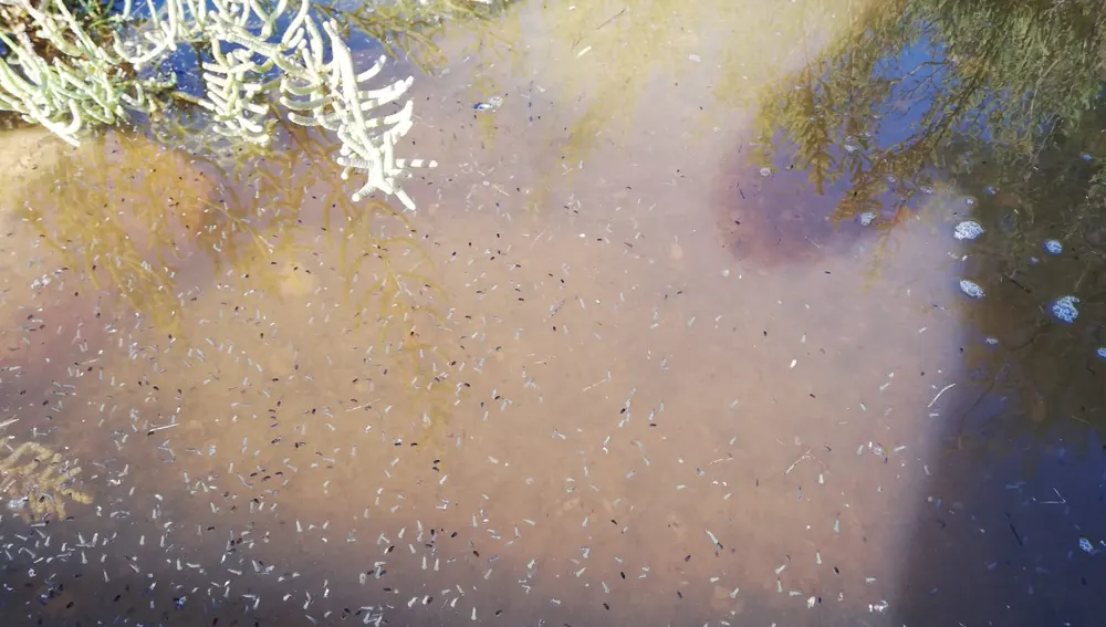 Larvas de mosquito en una zona de saladar en Elche.