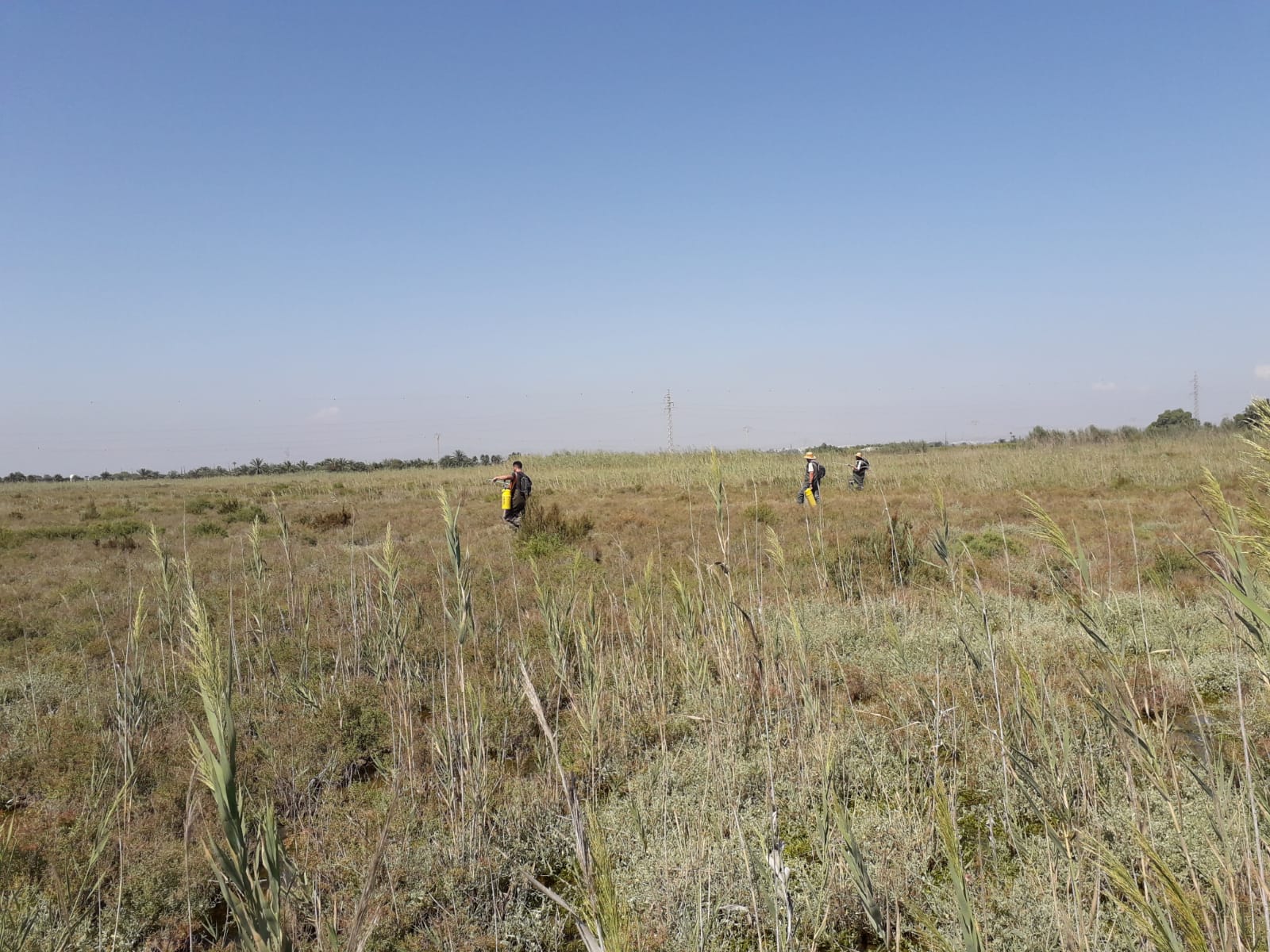 Elche, Crevillent y Santa Pola coordinan los tratamientos contra la plaga de mosquitos Elche, Crevillent y Santa Pola coordinan los tratamientos contra la plaga de mosquitos