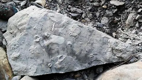 Fósil de la boca de un pez Fósil de la boca de un pez