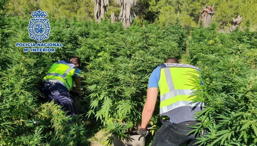 Dos agentes de la Policía Nacional en la plantación de marihuana localizada.