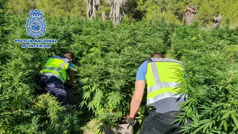 Dos agentes de la Policía Nacional en la plantación de marihuana localizada. Dos agentes de la Policía Nacional en la plantación de marihuana localizada.