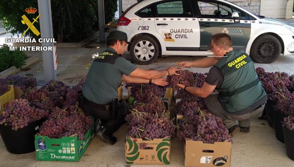 Agentes de la Guardia Civil con parte de la uva robada que se ha recuperado.