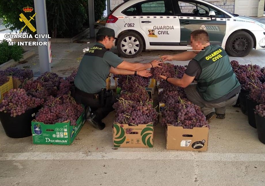 La Guardia Civil recupera más de 1500 kilos de uva de mesa robada en Monforte del Cid La Guardia Civil recupera más de 1500 kilos de uva de mesa robada en Monforte del Cid
