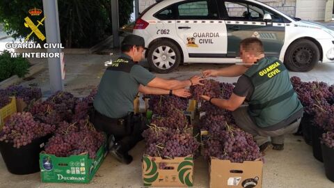 Agentes de la Guardia Civil con parte de la uva robada que se ha recuperado.