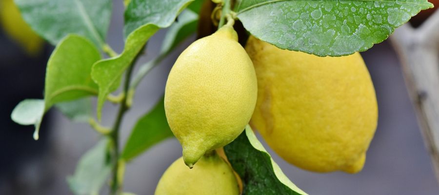 Nueva via para acabar con la alternancia de cosechas en citricos Nueva via para acabar con la alternancia de cosechas en citricos