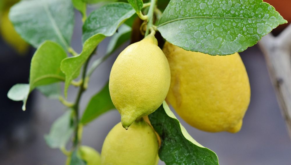 Nueva via para acabar con la alternancia de cosechas en citricos