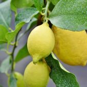 Nueva via para acabar con la alternancia de cosechas en citricos