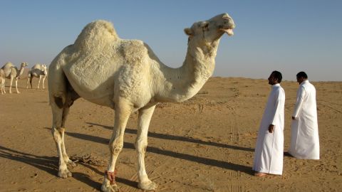 Arabia Saud&iacute;