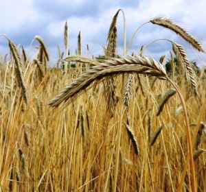 Genetica para alimentar el mundo con trigo Genetica para alimentar el mundo con trigo