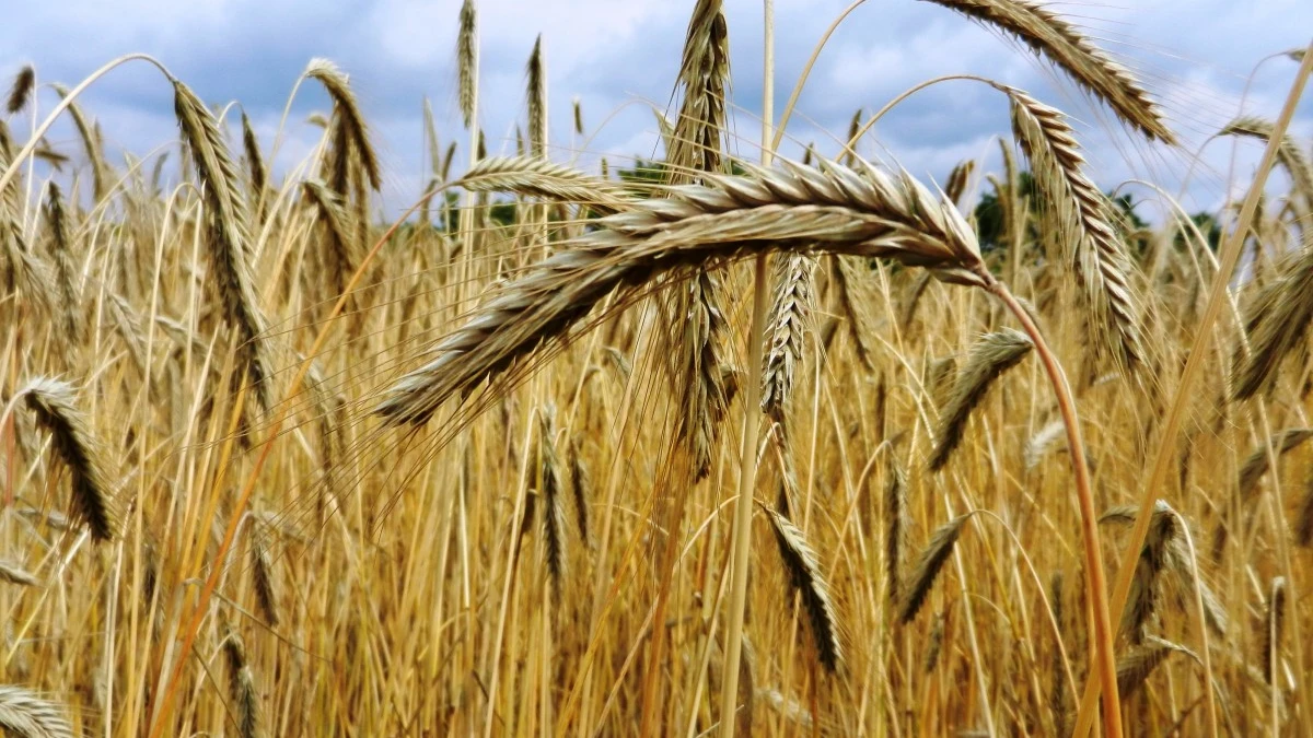 Genetica para alimentar el mundo con trigo