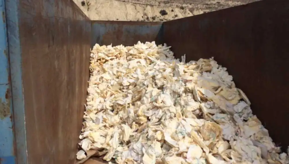 'Bolsos' de uva de mesa del Vinalopó en un contenedor. 'Bolsos' de uva de mesa del Vinalopó en un contenedor.