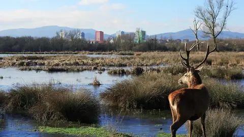 La berrea en Alava Gorka Belamendia, coordinador de Álava