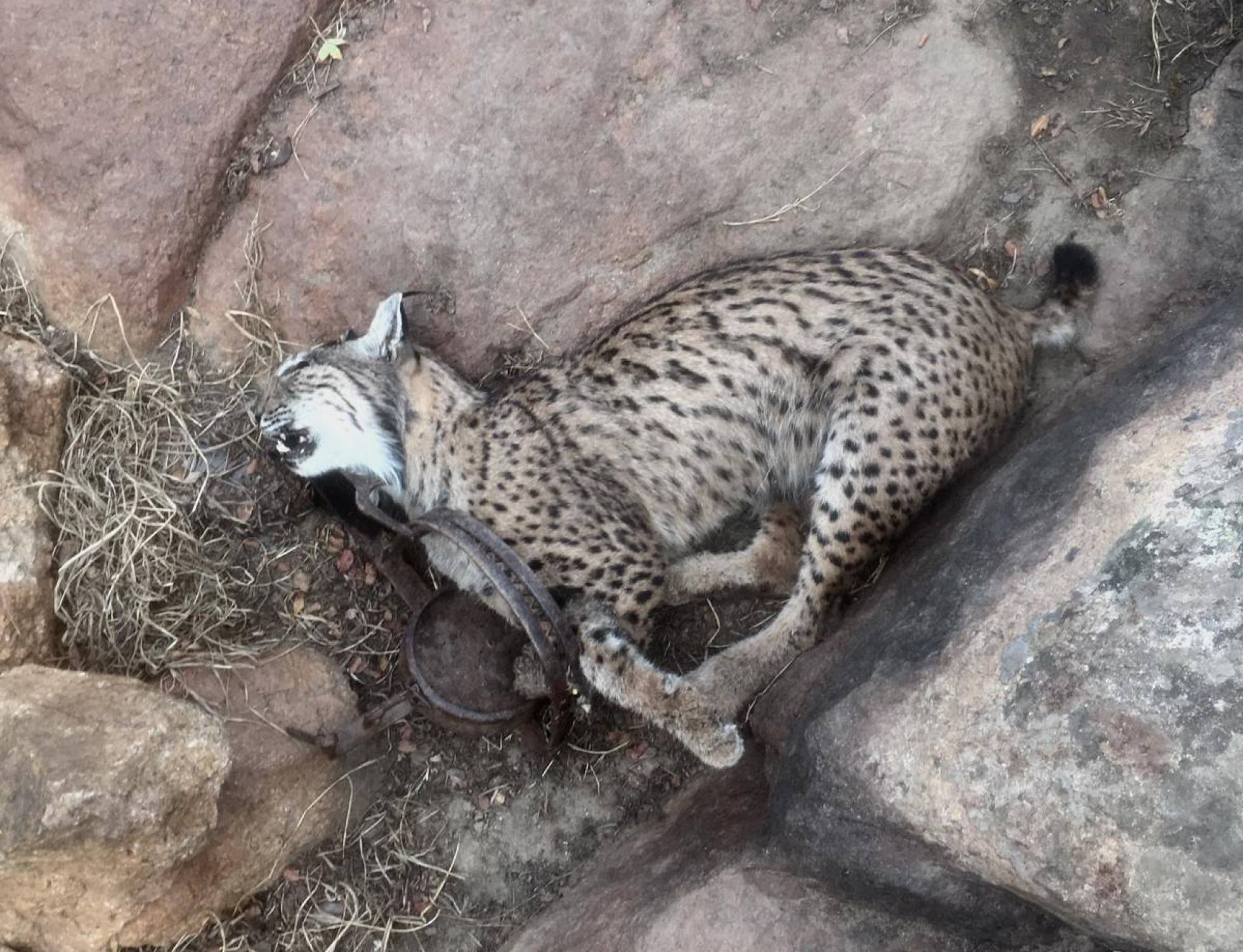 Los cazadores furtivos matan a cuatro linces ibéricos en Castilla-La Mancha este año Los cazadores furtivos matan a cuatro linces ibéricos en Castilla-La Mancha este año
