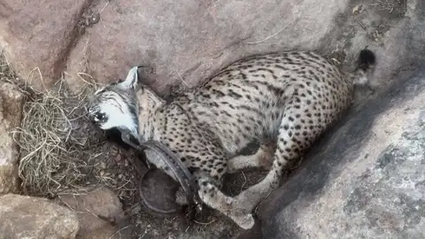Imagen de un lince ibérico atrapado en un cepo. Imagen de un lince ibérico atrapado en un cepo.