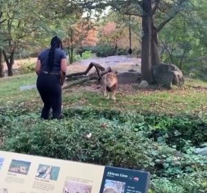 Una mujer se cuela en el hábitat de los leones del zoo y comienza a hacer muecas a un felino Una mujer se cuela en el hábitat de los leones del zoo y comienza a hacer muecas a un felino