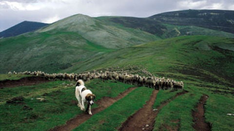 Brieva de Cameros Trashumancia