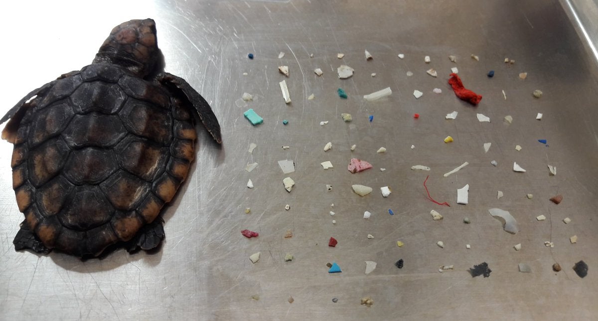 Encuentran muerta a una tortuga con cientos de plásticos en su interior Encuentran muerta a una tortuga con cientos de plásticos en su interior