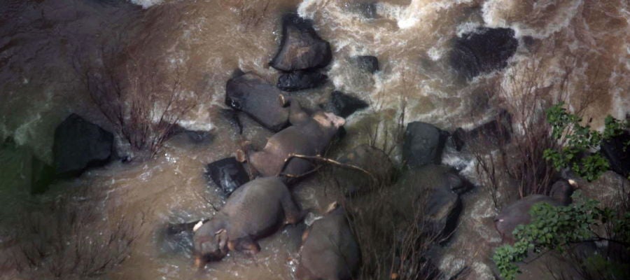 Imagen de los elefantes muertos al caer por una cascada Imagen de los elefantes muertos al caer por una cascada