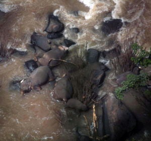 Imagen de los elefantes muertos al caer por una cascada Imagen de los elefantes muertos al caer por una cascada