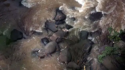 Imagen de los elefantes muertos al caer por una cascada Imagen de los elefantes muertos al caer por una cascada