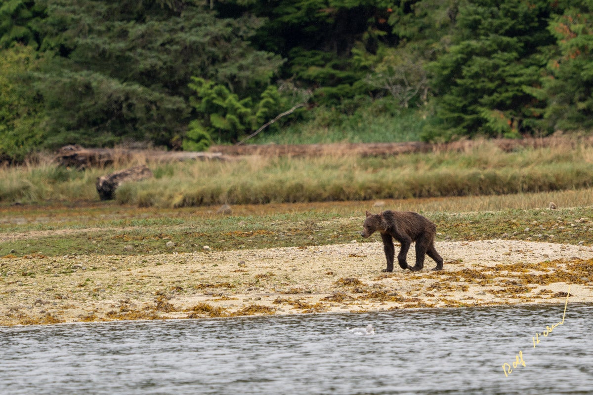Las imágenes de unos osos grizzly famélicos en Canadá generan alarma por los efectos del cambio climático Las imágenes de unos osos grizzly famélicos en Canadá generan alarma por los efectos del cambio climático