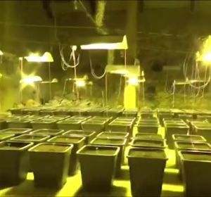 Encuentran una enorme plantación de marihuana en el baño de una casa en Cagliari, Italia Encuentran una enorme plantación de marihuana en el baño de una casa en Cagliari, Italia
