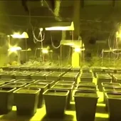 Encuentran una enorme plantación de marihuana en el baño de una casa en Cagliari, Italia Encuentran una enorme plantación de marihuana en el baño de una casa en Cagliari, Italia