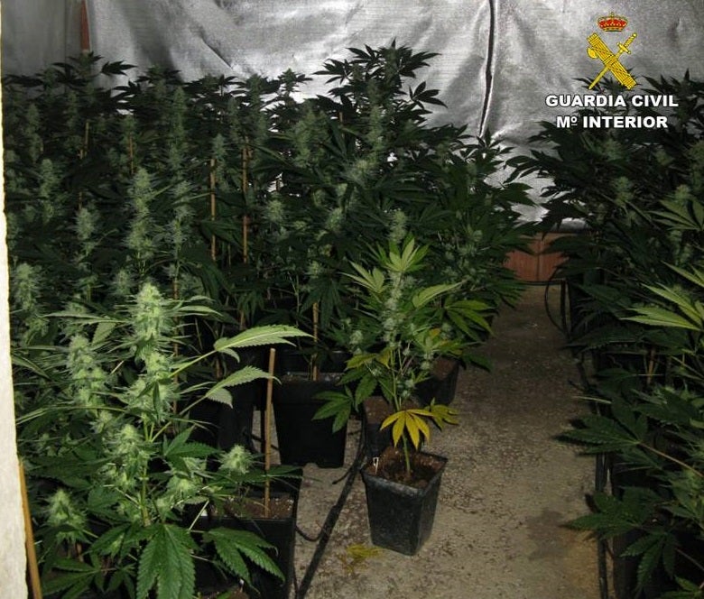 La Guardia Civil detiene en Aspe a un matrimonio sexagenario por cultivar marihuana en su domicilio La Guardia Civil detiene en Aspe a un matrimonio sexagenario por cultivar marihuana en su domicilio