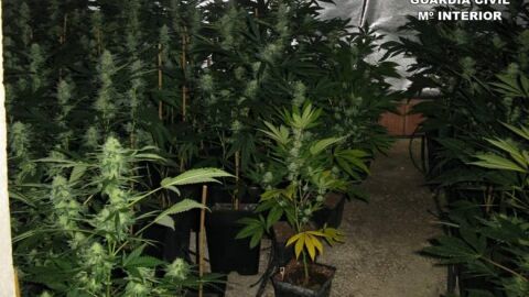 Plantas encontradas en la vivienda de Aspe.