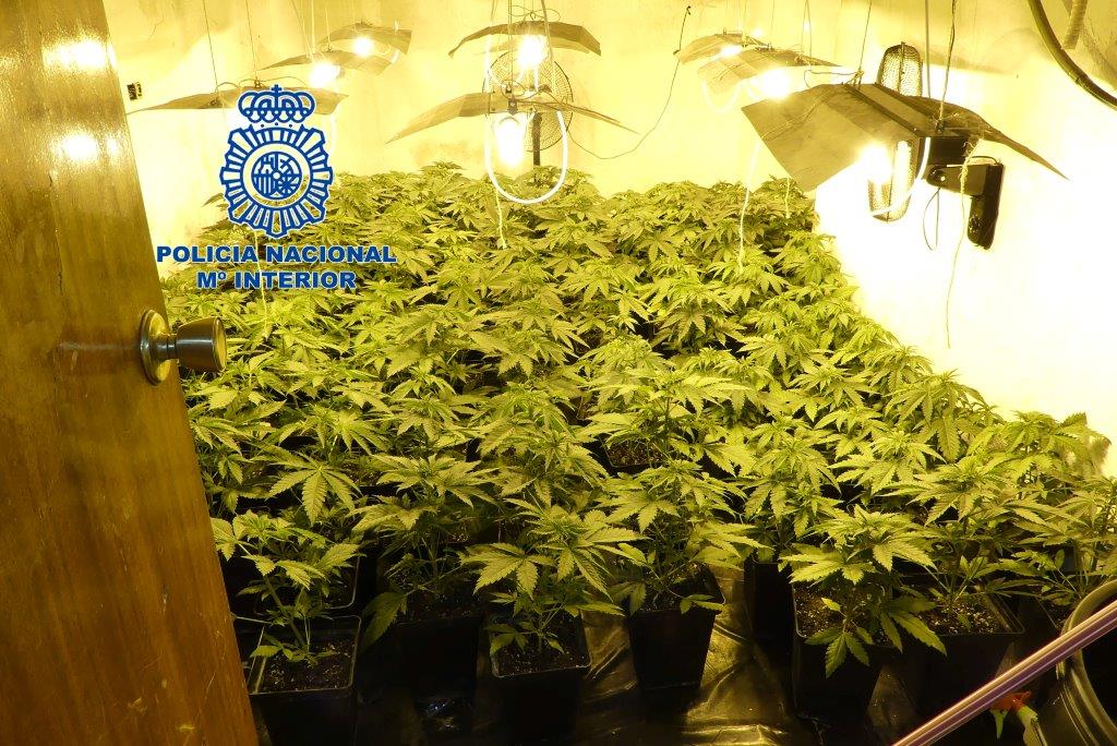 La Policía Nacional desmantela en Elda una vivienda okupada para cultivar marihuana que tenía 400 plantas La Policía Nacional desmantela en Elda una vivienda okupada para cultivar marihuana que tenía 400 plantas