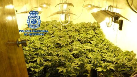 Plantas de marihuana incautadas en vivienda de Elda.
