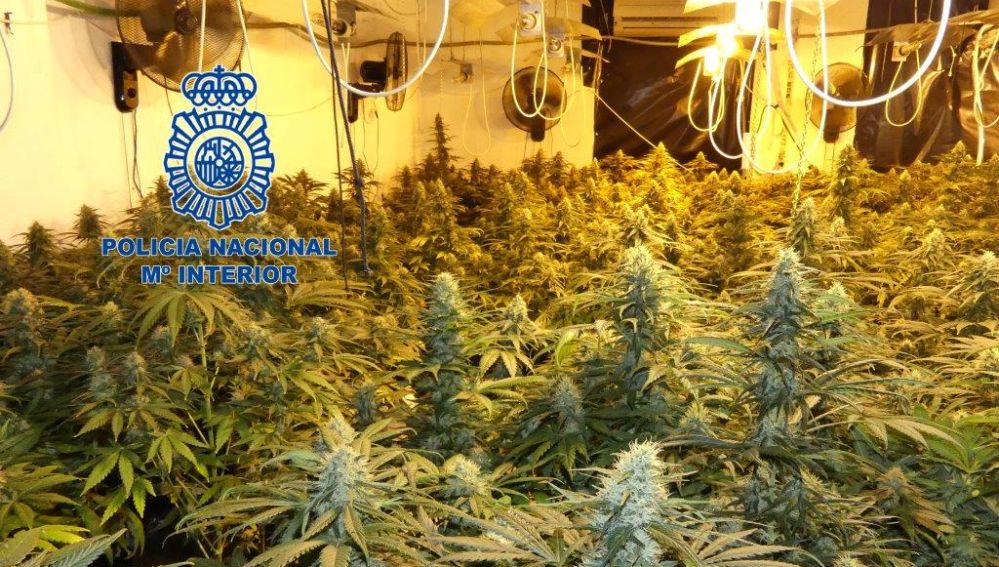 Plantas de marihuana incautadas en vivienda de Elda.
