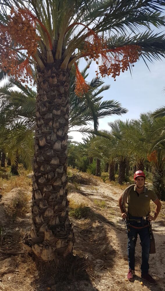 Corte simbólico del primer ramazo de 2019 de dátiles de palmeras in vitro de Elche.