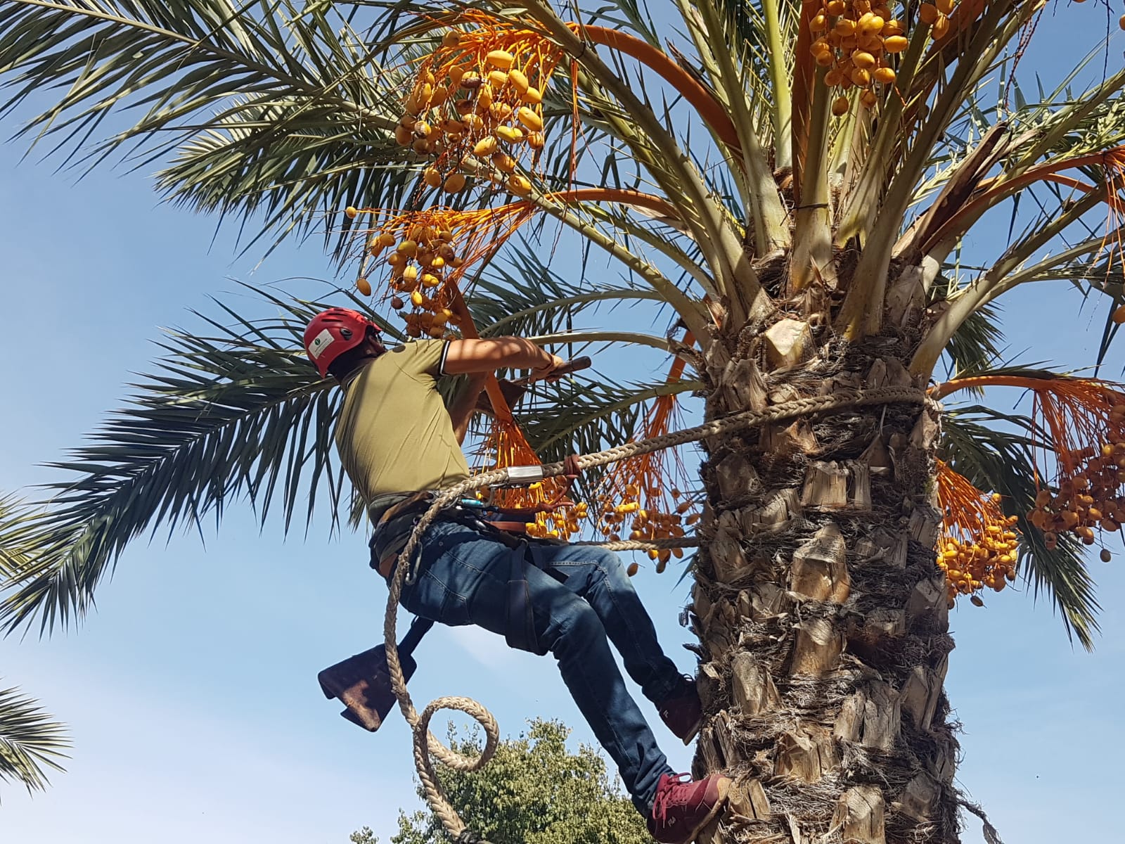 Elche produce este año alrededor de 10.000 kilos de dátiles procedentes de palmeras in vitro Elche produce este año alrededor de 10.000 kilos de dátiles procedentes de palmeras in vitro
