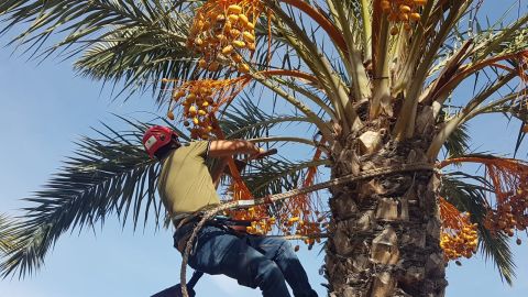 Corte simb&oacute;lico del primer ramazo de 2019 de d&aacute;tiles de palmeras in vitro de Elche.