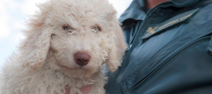 'Dylan', el perro sustituto de 'Marley' para ayudar a la Guardia Civil 'Dylan', el perro sustituto de 'Marley' para ayudar a la Guardia Civil