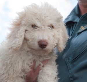 'Dylan', el perro sustituto de 'Marley' para ayudar a la Guardia Civil 'Dylan', el perro sustituto de 'Marley' para ayudar a la Guardia Civil