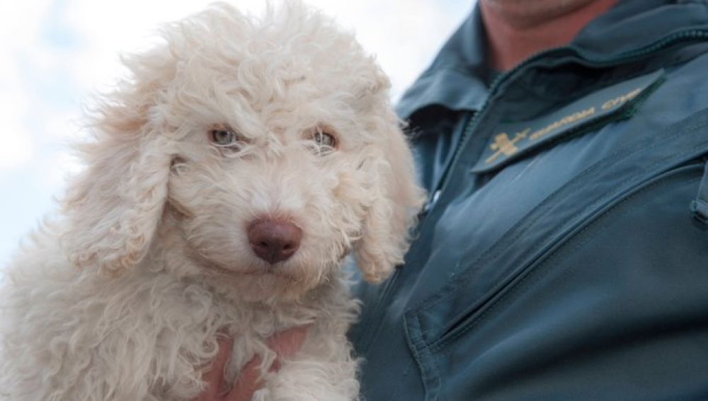 'Dylan', el perro sustituto de 'Marley' para ayudar a la Guardia Civil 