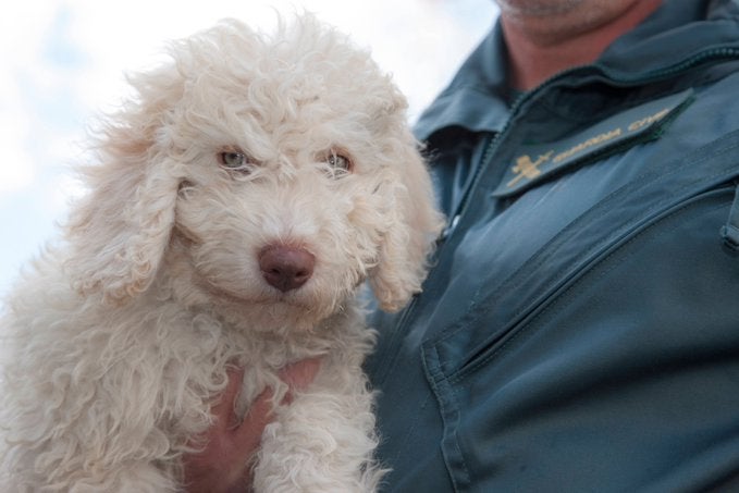 'Dylan', el perro sustituto de 'Marley' para ayudar a la Guardia Civil 'Dylan', el perro sustituto de 'Marley' para ayudar a la Guardia Civil